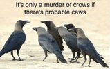 Crow joke.JPG