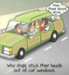 Screenshot 2021-01-09 Why dogs stick their head out of car windows..png