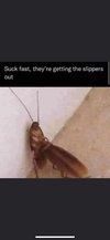 cockroaches.jpg