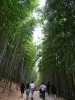 bamboo 1.jpg