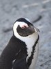 African penguin 2.jpg