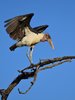 marabou stork 1.jpg
