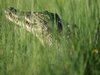 croc in the grass.jpg