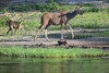 kudu and baboon.JPG