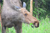 moose close up.jpg