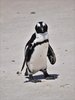 African penguin 4.jpg