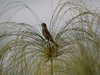 Female Thick-billed Weaver.jpg